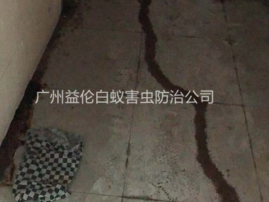 花都芙蓉白蟻防治案例