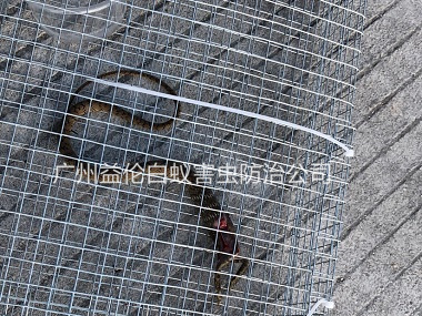 花都區(qū)上門抓蛇、捕蛇