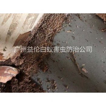 荔灣倉(cāng)庫(kù)白蟻滅治
