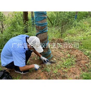 增城綠化樹木治白蟻